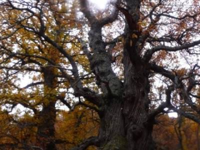 El Castañar de El Tiemblo, actividad otoño; río guadarrama